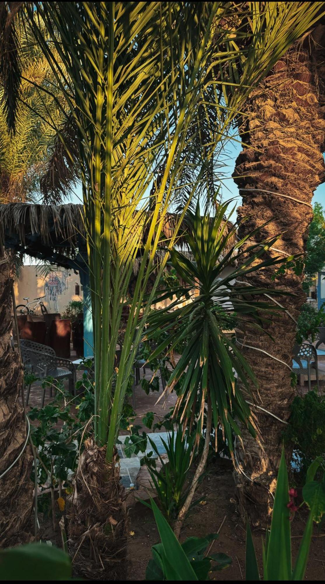 Miramar Camp Dahab Hotel Exterior foto